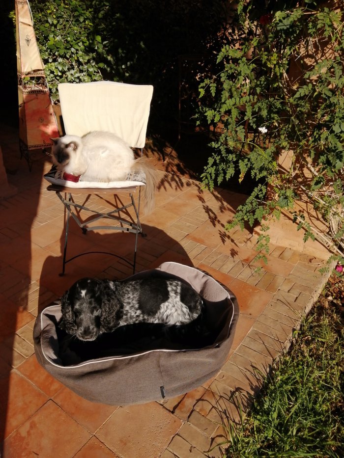 garde chien Marrakech sieste chien terrasse